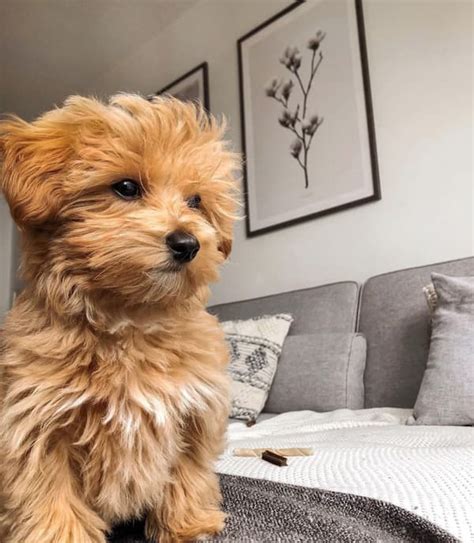 20 Dogs That Look Like Teddy Bears Great Pet Living