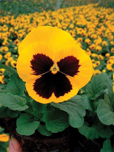 50 Pansy Seeds Delta Premium Gold With Blotch