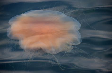 Free Images Sea Cloud Atmosphere Reflection Biology Jellyfish
