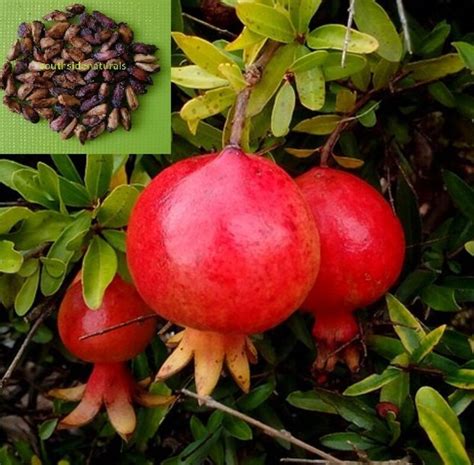 Pomegranate Tree Seed Punica Granatum Fruit Tree Seed Anar Etsy