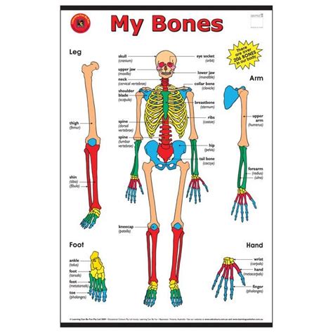 The human skeleton performs six major functions; My Bones Chart | Body bones, Human body anatomy, Human bones