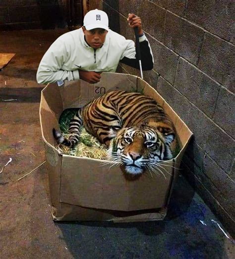 Psbattle Tiger Sitting In Cardboard Box Rphotoshopbattles