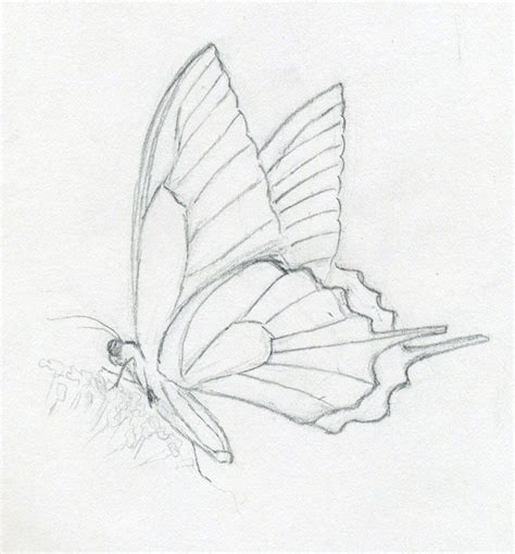 Intro To Charcoal Easy Things To Draw Butterfly Sketch Butterfly