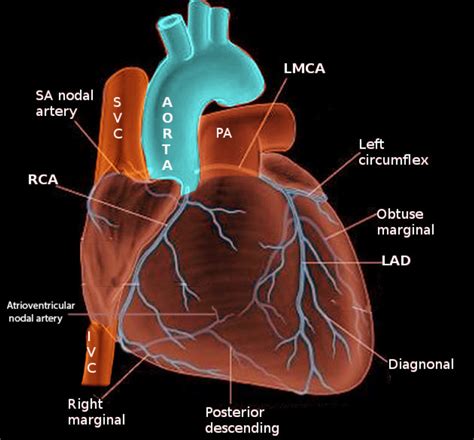 Figure Coronary Arteries Image Courtesy S Bhimji Md Statpearls Ncbi Bookshelf