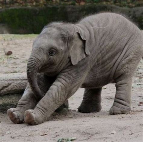 35 Pictures Of Baby Elephants Enjoying Their Moments