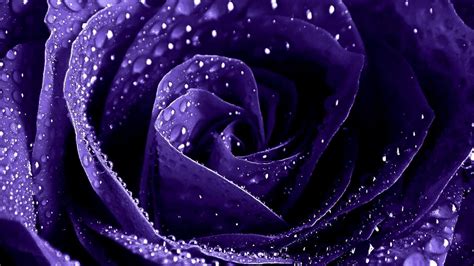 Dark Purple Flower Wallpapers Top Những Hình Ảnh Đẹp