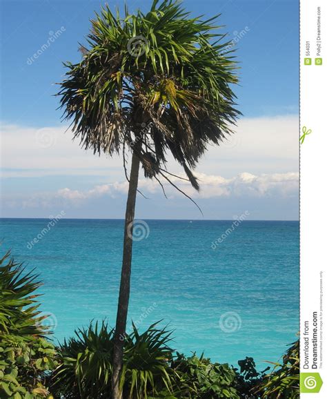 Swaying Palm Tree Stock Image Image Of Coast Isolation 554031