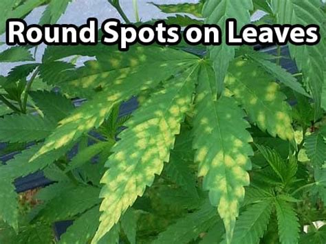 Yellow Leaf Spot Leaf Septoria And Cannabis Get Rid Of It Quickly