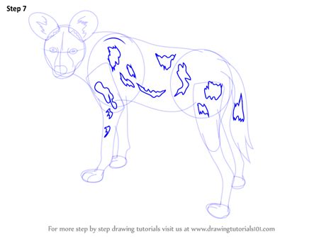 How To Draw A African Wild Dog Wild Animals Step By Step