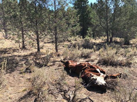 'Not One Drop Of Blood': Cattle Mysteriously Mutilated In Oregon | NPR