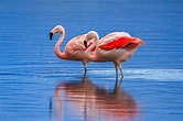 10 Amazingly Colorful Facts About Flamingos – Page 8 – Animal Encyclopedia