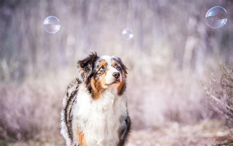 Australian Shepherd Desktop Wallpapers Wallpaper Cave