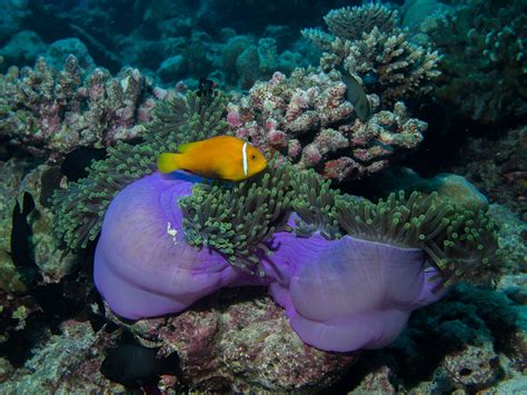 Free Images Diving Underwater Coral Reef Invertebrate Clown Fish