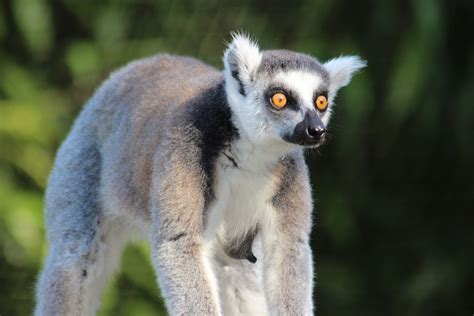 Free Photo Madagascar Animal Wild Lemur Free Image On Pixabay