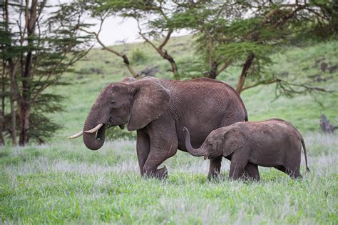 Elephant Mother And Calf Sean Crane Photography
