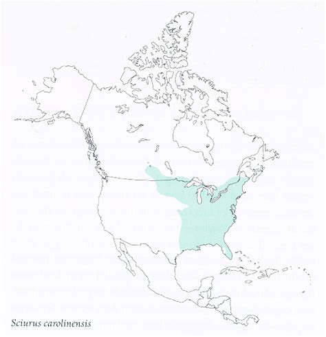 Sciurus Carolinensis Range Map Eastern Gray Squirrel