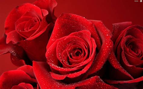 Czerwone Róże Zdjęcia