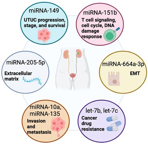 Ijms Free Full Text Microrna Signatures In The Upper Urinary Tract