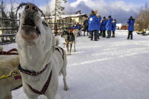 Ethical And Sustainable Dog Sledding In The Arctic Canada