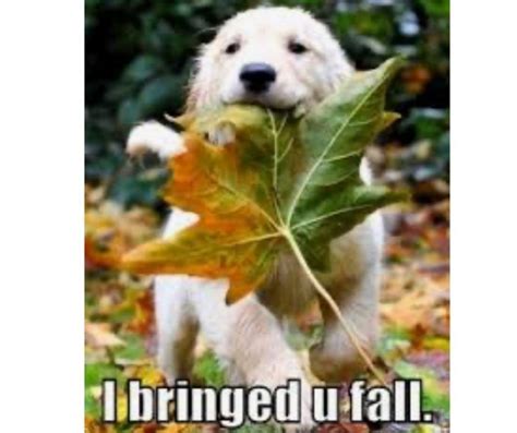 23 Autumn Equinox Memes Youll Fall In Love With Funny Kid Memes Funny