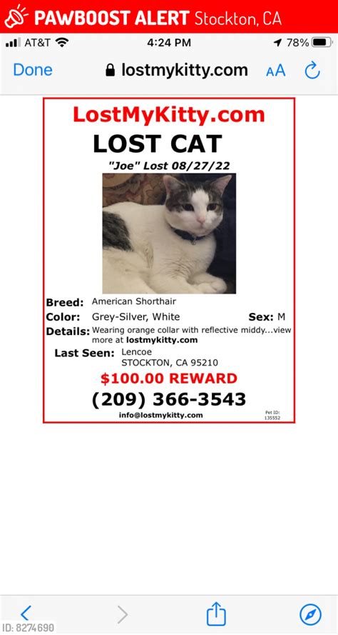 Lost Male Cat In Stockton Ca 95210 Named Joe Id 8274690 Pawboost