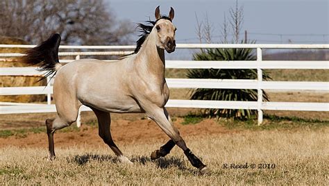 Buckskin Arabian Horses