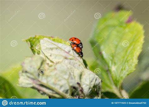 Pair Of Ladybugs Having Sex On A Leaf As Couple In Close Up To Create