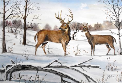 Early Snow Whitetail Deer 16x20 Watercolor Whitetaildeerwatercolor