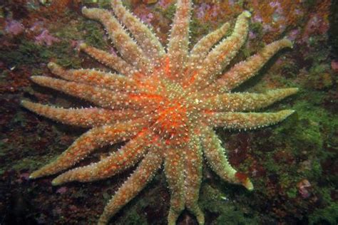 Sunflower Sea Star Noaa Fisheries