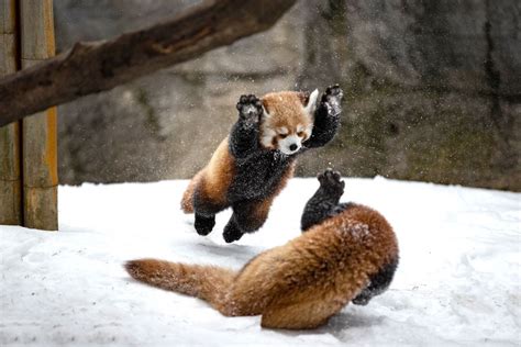 Red Panda Cubs Playing In The Snow Aww