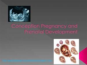 Ppt Conception Pregnancy And Prenatal Development Powerpoint
