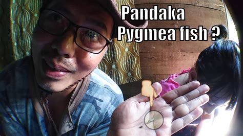 Pandaka Pygmaea Fish Kaya Ito Guys Youtube