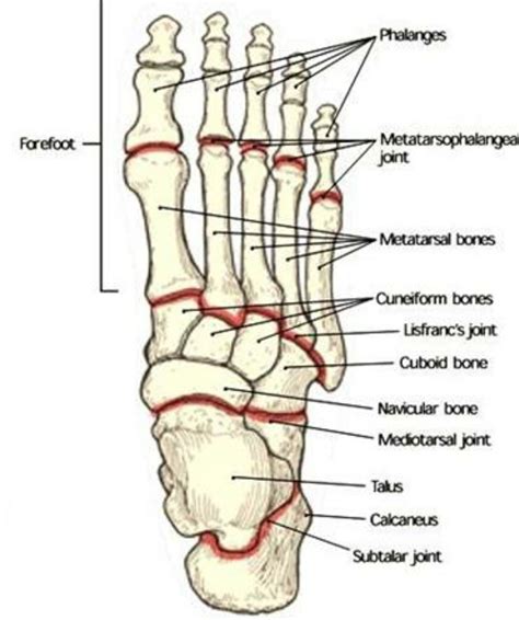 Pin By Ryan A Castillo On Anatomy Reference Anatomy Bones Anatomy Reference Human Anatomy