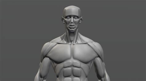 3d Anatomy Model For Artists 10 Anatomy Tips For 3d Artists