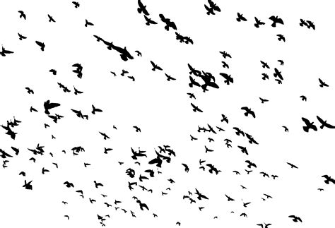 Collection Of Flock Of Birds Png Pluspng