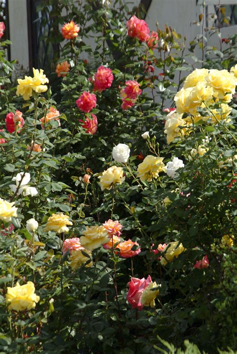 Ground Effects Landscaping Of Tucson Rose Maintenance 2