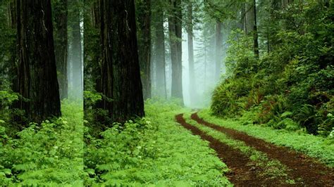 Free Download Green Forest Backgrounds 1366x768 For Your Desktop