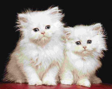 Registered Persian Cat Breeders You May Trust In 2023 My Persian Cat