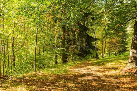 Panorama Of A Path Through A Lush Green Summer Forest Stock Photo