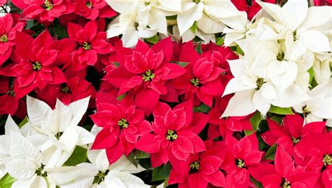 Christmas Flowers That Are Blooming Beautiful 2024