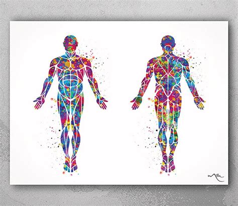 Muscular System Watercolor Print Human Body Anatomy Art Etsy