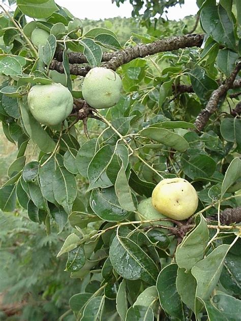 Marula Fruit Sclerocarya Caffra