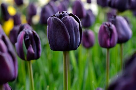 Black Tulips From Holland Tulip Bulbs Dutchgrown