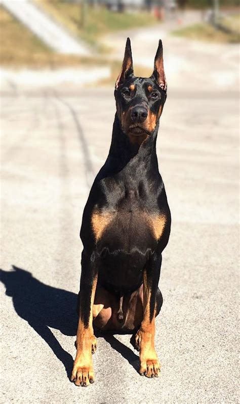 #doberman #dobermanpinscher #dog #dogsofinstagram #dogs #dobie #dobermansofinstagram #dobermanpride #dobermann #k #dobermandogs #puppy #dobermanpuppy #dobermanlove. Doberman Puppies For Sale In Cincinnati Ohio | Top Dog ...