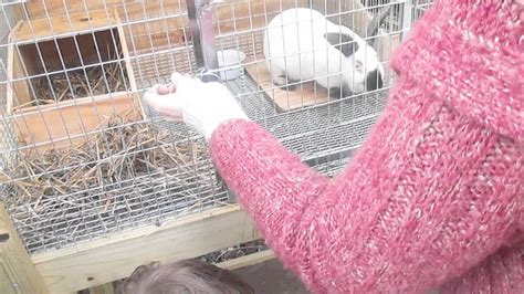 Bringing Rabbits Home Youtube