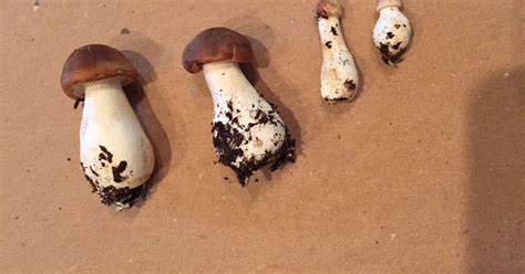 Magic Mushrooms Colorado All Mushroom Info