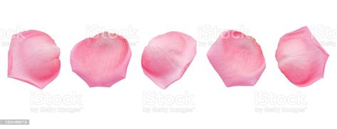 Group Of Soft Pastel Pink Rose Petal Set Isolated On White Background