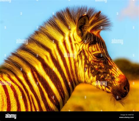 Golden Zebra Hi Res Stock Photography And Images Alamy