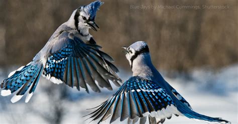 blue jay american bird conservancy