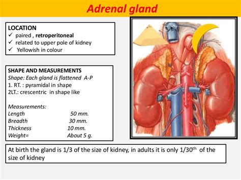 Adrenal Gland Anatomy And Physiology